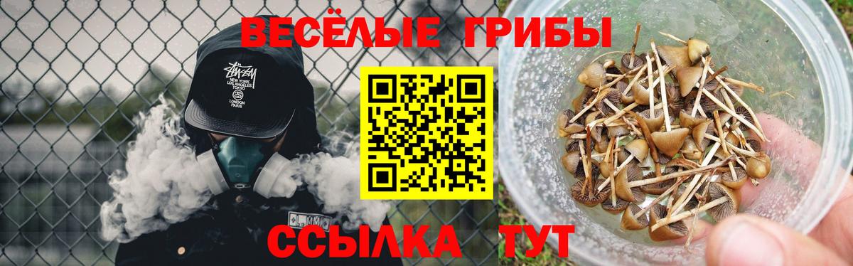 Тосно  где найти наркотики  Вход с VPN  Псилоцибиновые грибы мицелий 